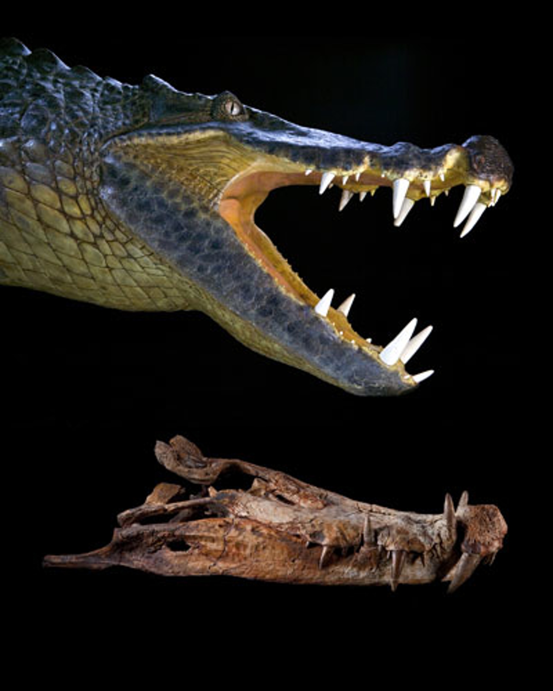 Cretaceous-Crocodyliforms-003
